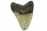 Fossil Megalodon Tooth - North Carolina #298866-1